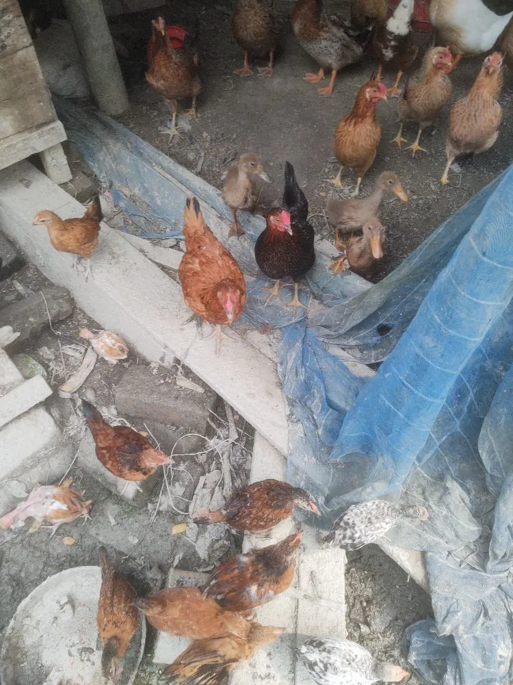 কিছু মুরগির বাচ্চা বিক্রি করা হবে পিচ