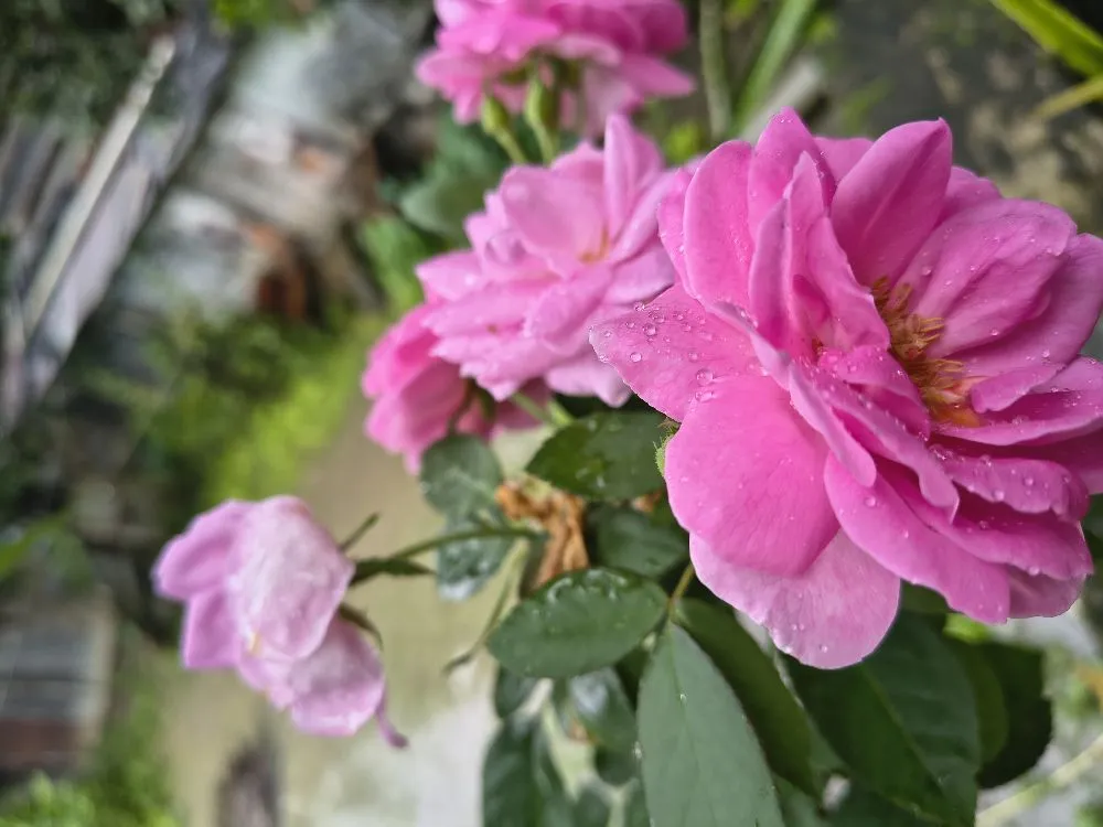 Damask Rose) ভ্যারাইটিজের গাছ/ pink rose