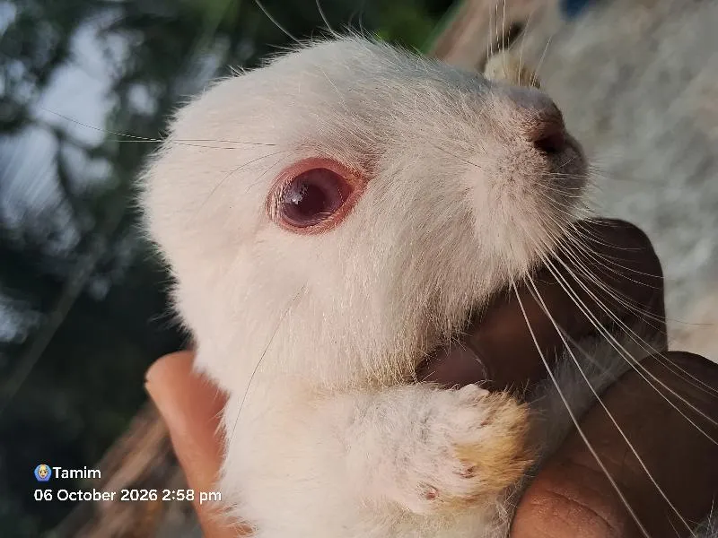 খরগোশ