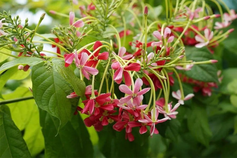 আসসালামু আলাইকুম আমি তামান্না আক্তার নারী উদ্যোক্তা