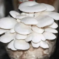 মাশরুম