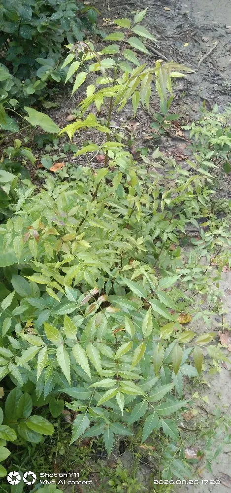 আসসালামু আলাইকুম আমি তামান্না তামু নারী উদ্যোক্তা মঠবাড়িয়া