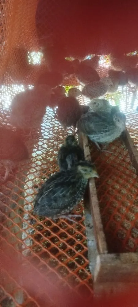কোয়েল পাখি জিরো বাচ্চা