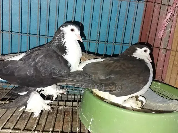 সিরাজি কবুতর