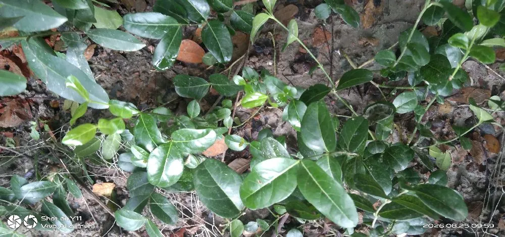 আসসালামু আলাইকুম আমি তামান্না তামু নারী উদ্যোক্তা মঠবাড়িয়া
