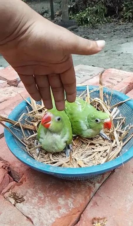 ৃম