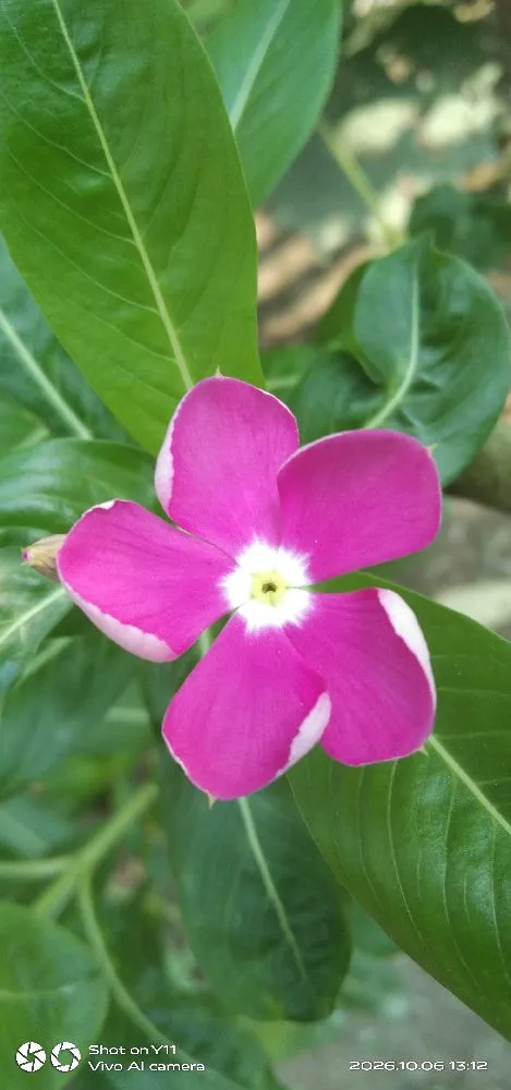 আসসালামু আলাইকুম আমি তামান্না তামু নারী উদ্যোক্তা মঠবাড়িয়া