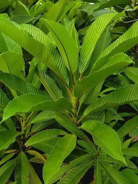 আসসালামু আলাইকুম আমি তামান্না তামু নারী উদ্যোক্তা মঠবাড়িয়া
