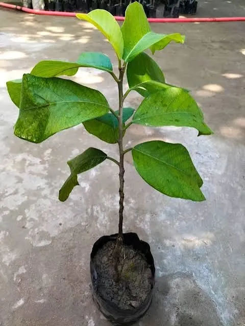আসসালামু আলাইকুম আমি তামান্না তামু নারী উদ্যোক্তা মঠবাড়িয়া