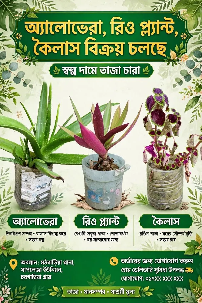 > 🌿 অ্যালোভেরা, রিও প্ল্যান্ট, কৈলাস বিক্রয় চলছে 🌿> নিজের বাগানের তাজা চারা, স্বল্প দামে।>