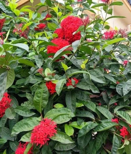 আসসালামু আলাইকুম আমি তামান্না তামু নারী উদ্যোক্তা মঠবাড়িয়া