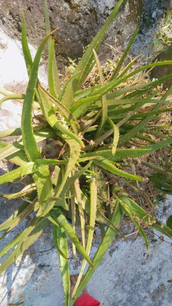 আসসালামু আলাইকুম আমি তামান্না তামু নারী উদ্যোক্তা মঠবাড়িয়া
