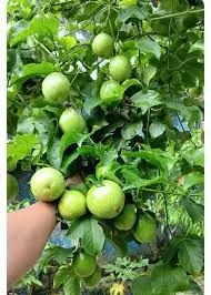 আসসালামু আলাইকুম আমি তামান্না তামু নারী উদ্যোক্তা মঠবাড়িয়া