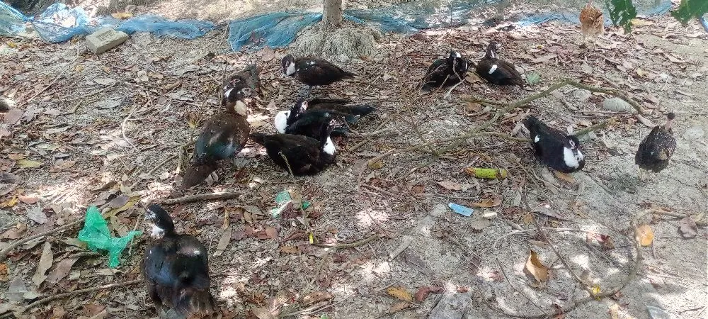 বিক্রি করা হবে
